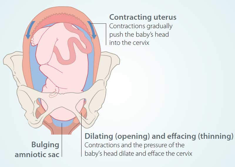 Overview of Labour What to Expect Healthy Parents Healthy Children